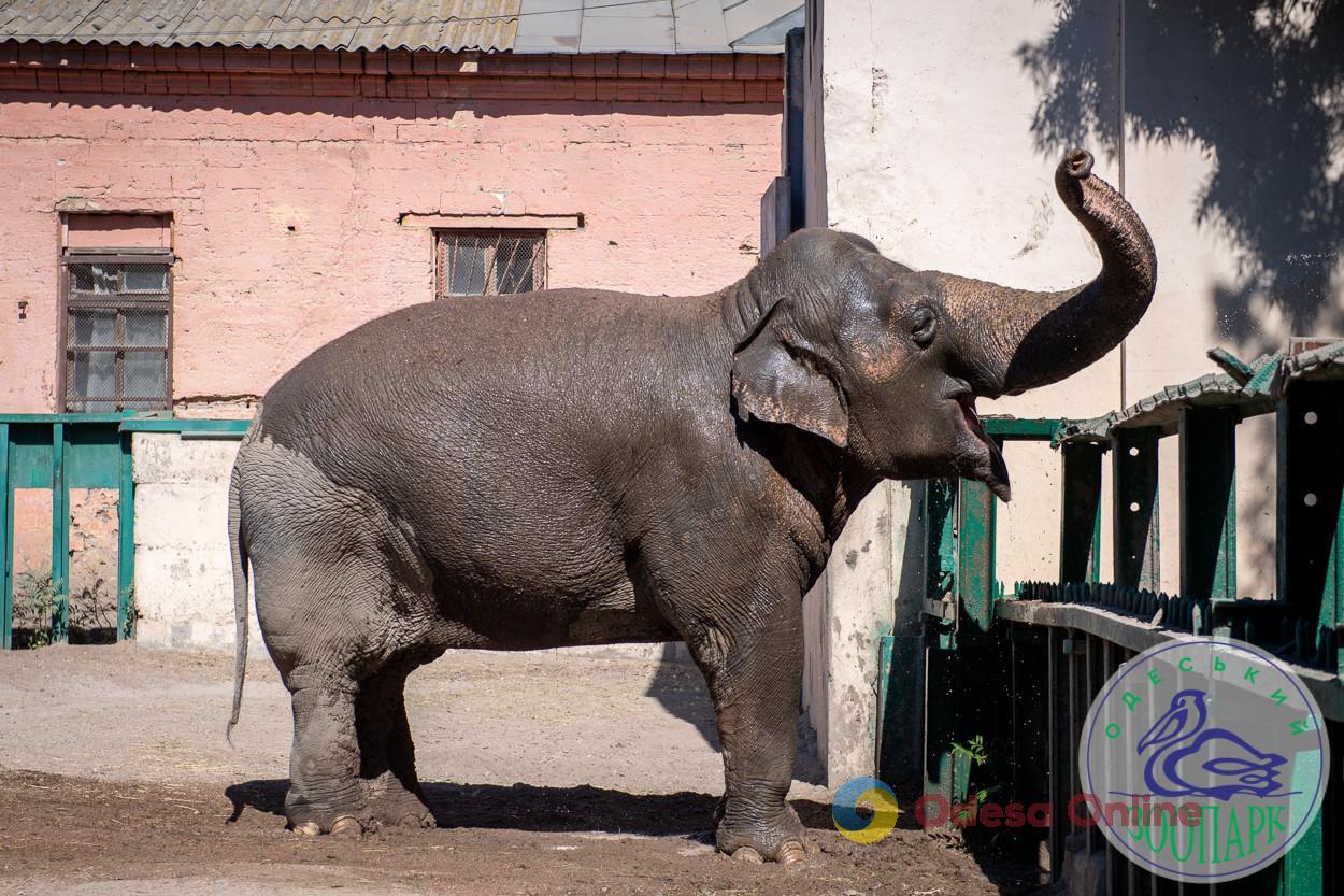 Слониха Венди из Одесского зоопарка отметила 44-летие