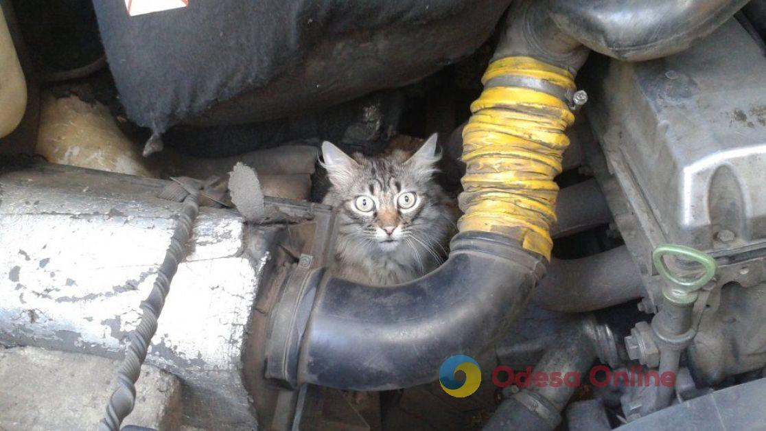Одесские спасатели достали кота из моторного отсека автомобиля