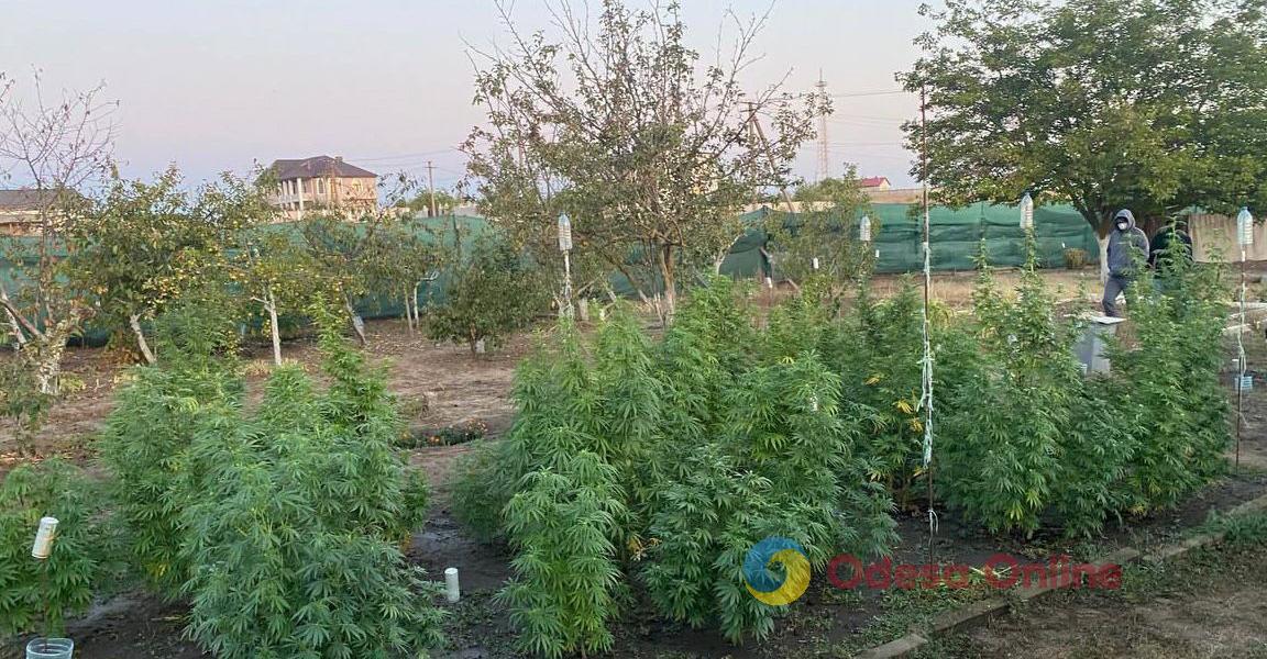 У мешканця Одеської області виявили плантацію коноплі та бочку марихуани