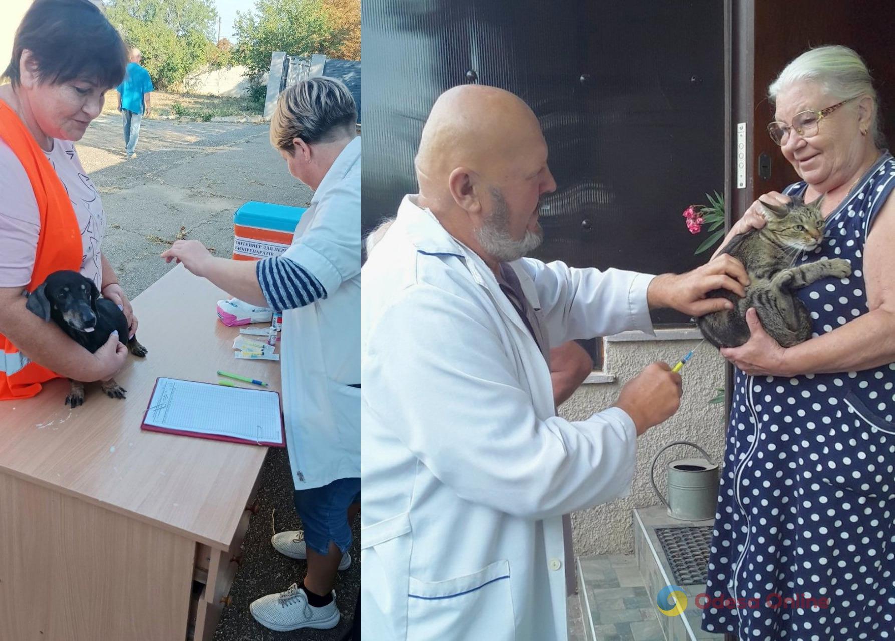 В Одесской области бесплатно вакцинируют животных от бешенства