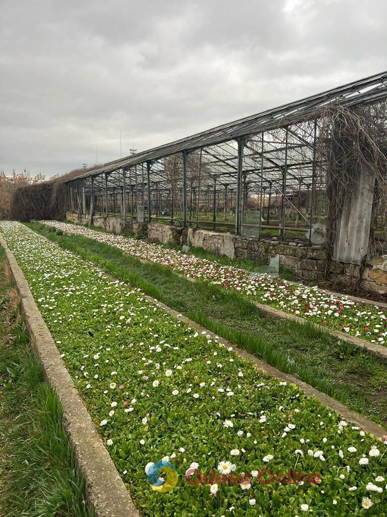 «Незважаючи на війну, Одеса залишається квітковим містом»: фотоекскурсія до рослинного розплідника «Троянда»