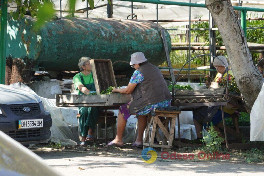 «Незважаючи на війну, Одеса залишається квітковим містом»: фотоекскурсія до рослинного розплідника «Троянда»