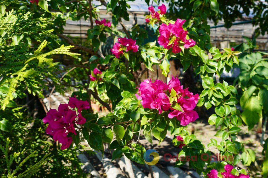 «Незважаючи на війну, Одеса залишається квітковим містом»: фотоекскурсія до рослинного розплідника «Троянда»