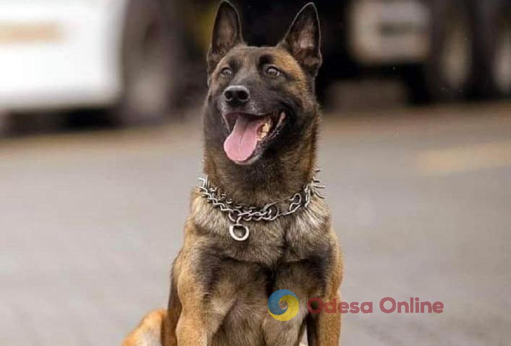 Загинув на посту: службового собаку на прізвисько «Боцман» посмертно нагородили