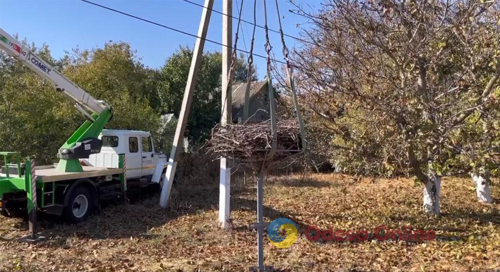 В Одесской области энергетики переносят гнезда аистов со столбов на безопасные платформы