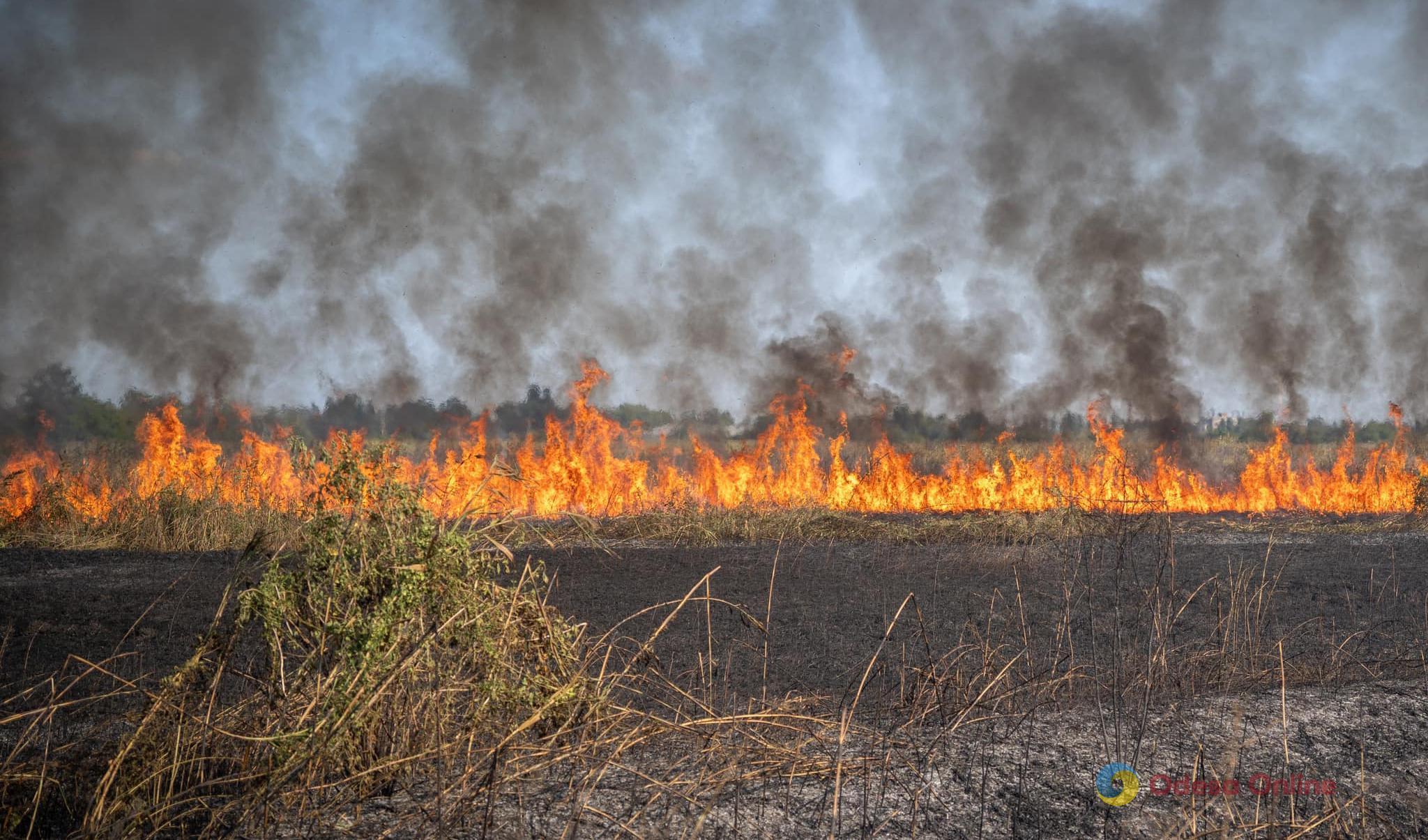 За сутки в Одесской области выгорело 16 га земли