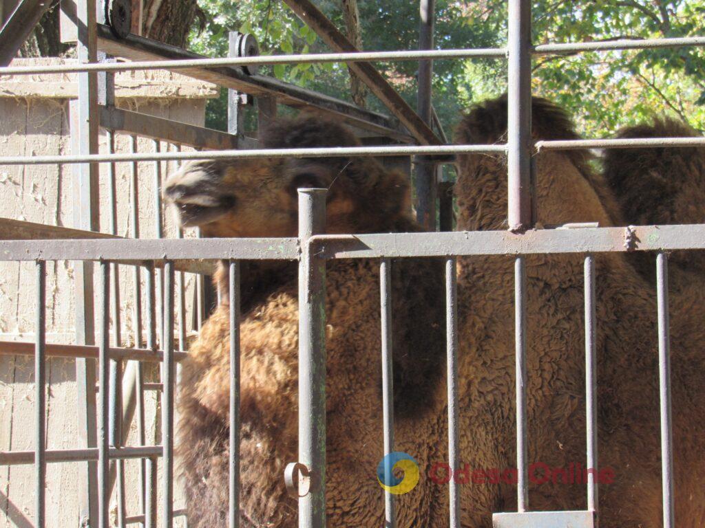 Миколаївський зоопарк передав до одеського біопарку молодого верблюда (фото)