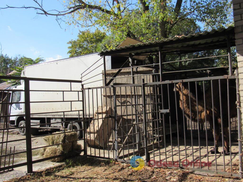 Николаевский зоопарк передал одесскому биопарку молодого верблюда (фото)