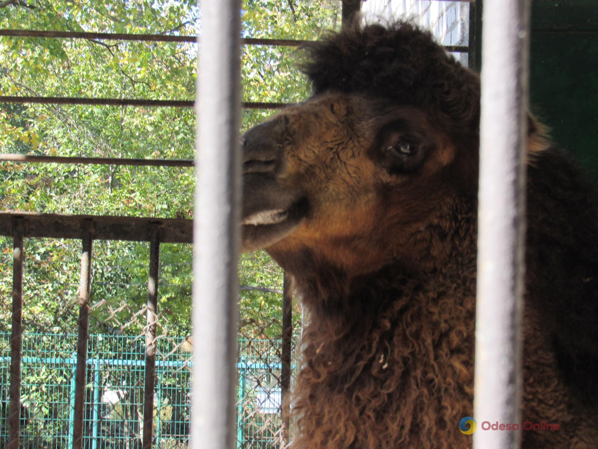 Николаевский зоопарк передал одесскому биопарку молодого верблюда (фото)