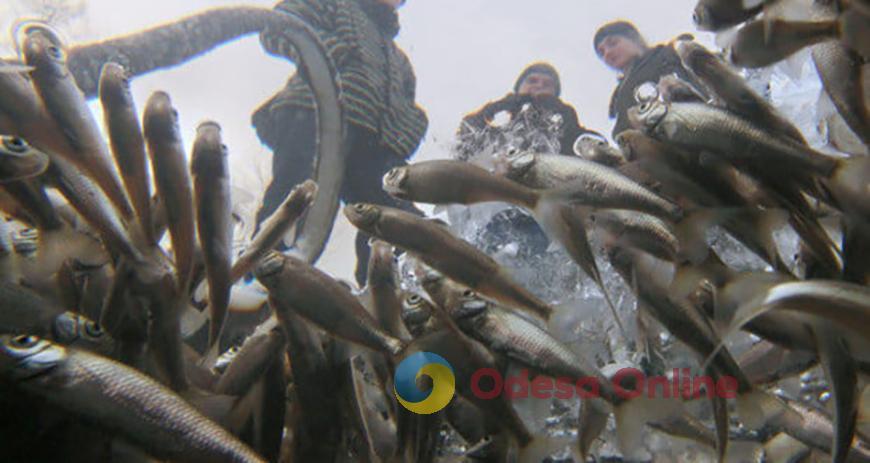 В Одесской области вводится запрет на лов рыбы в зимовальных ямах
