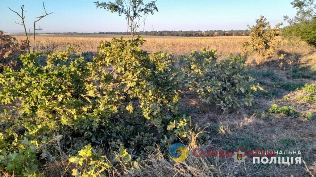 Жителю Одещини, який спилив 12 дерев, загрожує до 3 років позбавлення волі