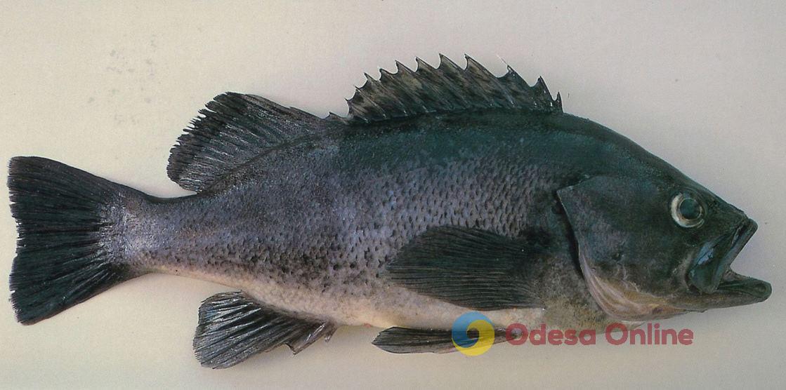 В Черном море распространяется инвазивный вид рыбы, — Госэкоинспекция