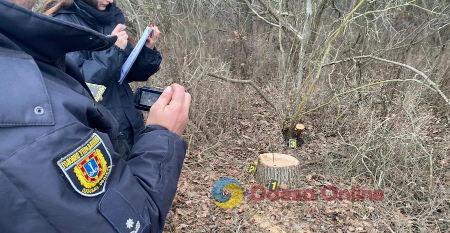 Житель Одесской области заплатит почти 45 тыс. гривен за три срубленных дерева
