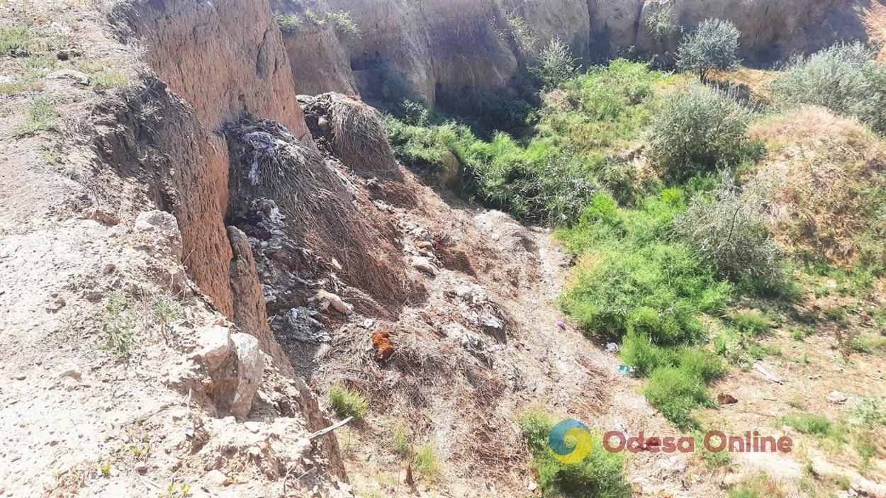 В Одесской области обнаружили незаконный скотомогильник