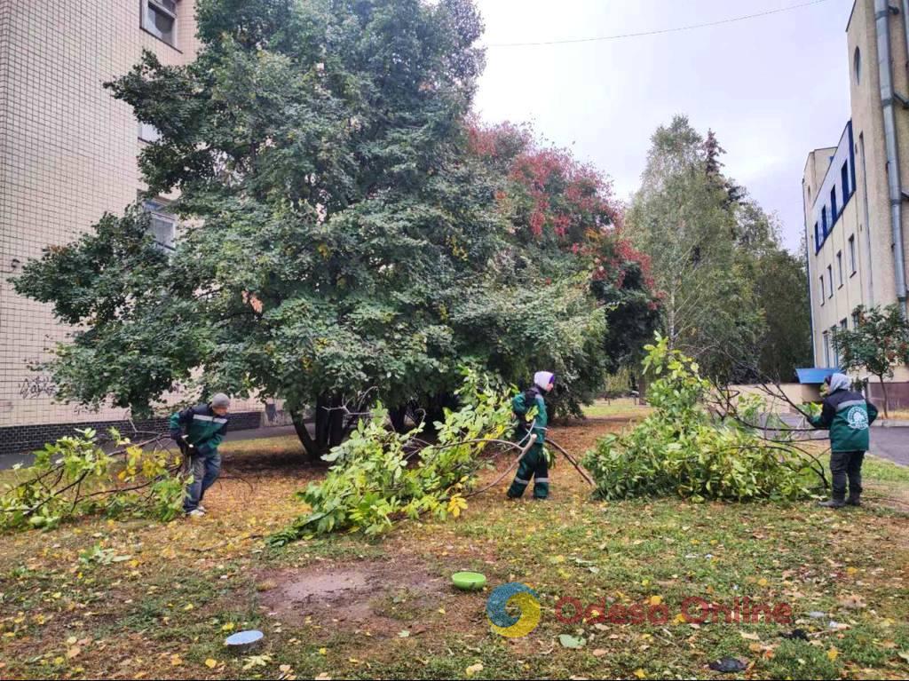 Сильный ветер повалил в Одессе десятки деревьев и больших веток