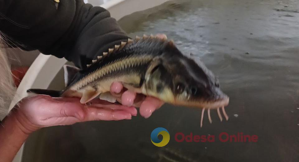 В Одеському рибоохоронному патрулі показали, як у Дунай випускають осетра