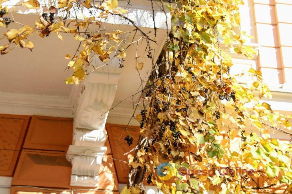 Золотая осень в Одессе (фоторепортаж)