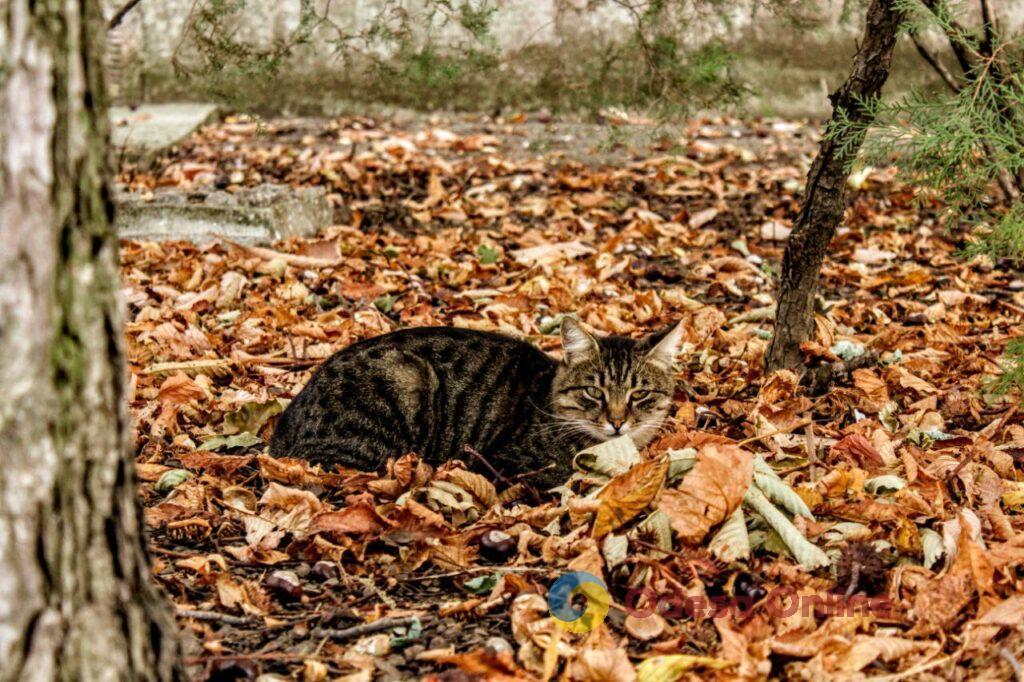 Золота осінь в Одесі (фоторепортаж)