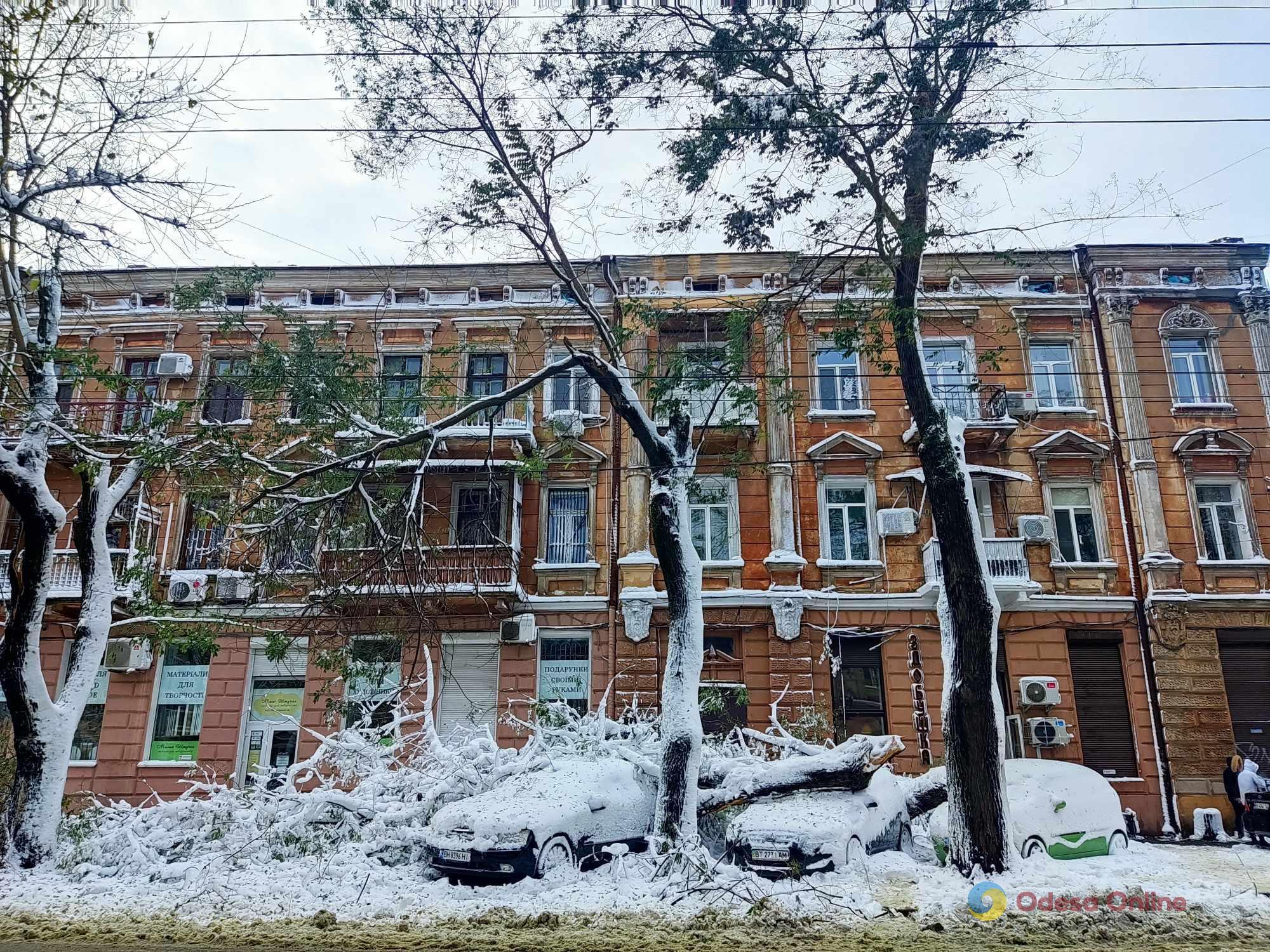 В Одесі гілки дерева впали на три припарковані авто (фотофакт)