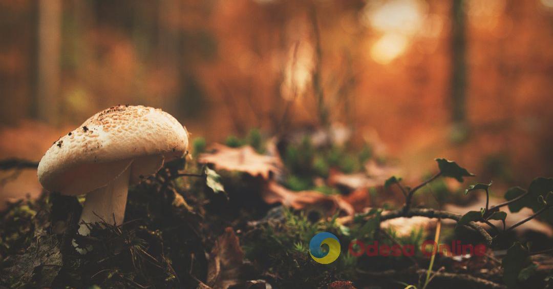 В Одесской области семья отравилась грибами с огорода: мужчина не выжил