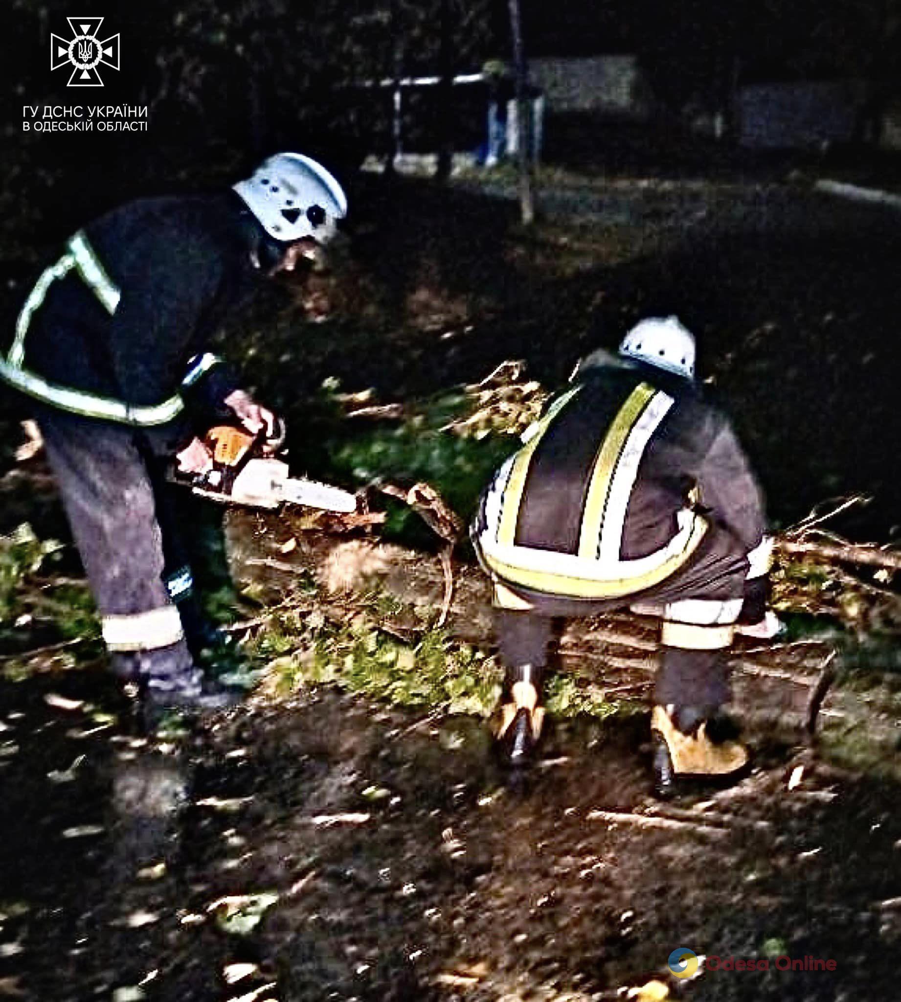 В Одессе и области непогода повалила деревья – одно из них упало на легковушку