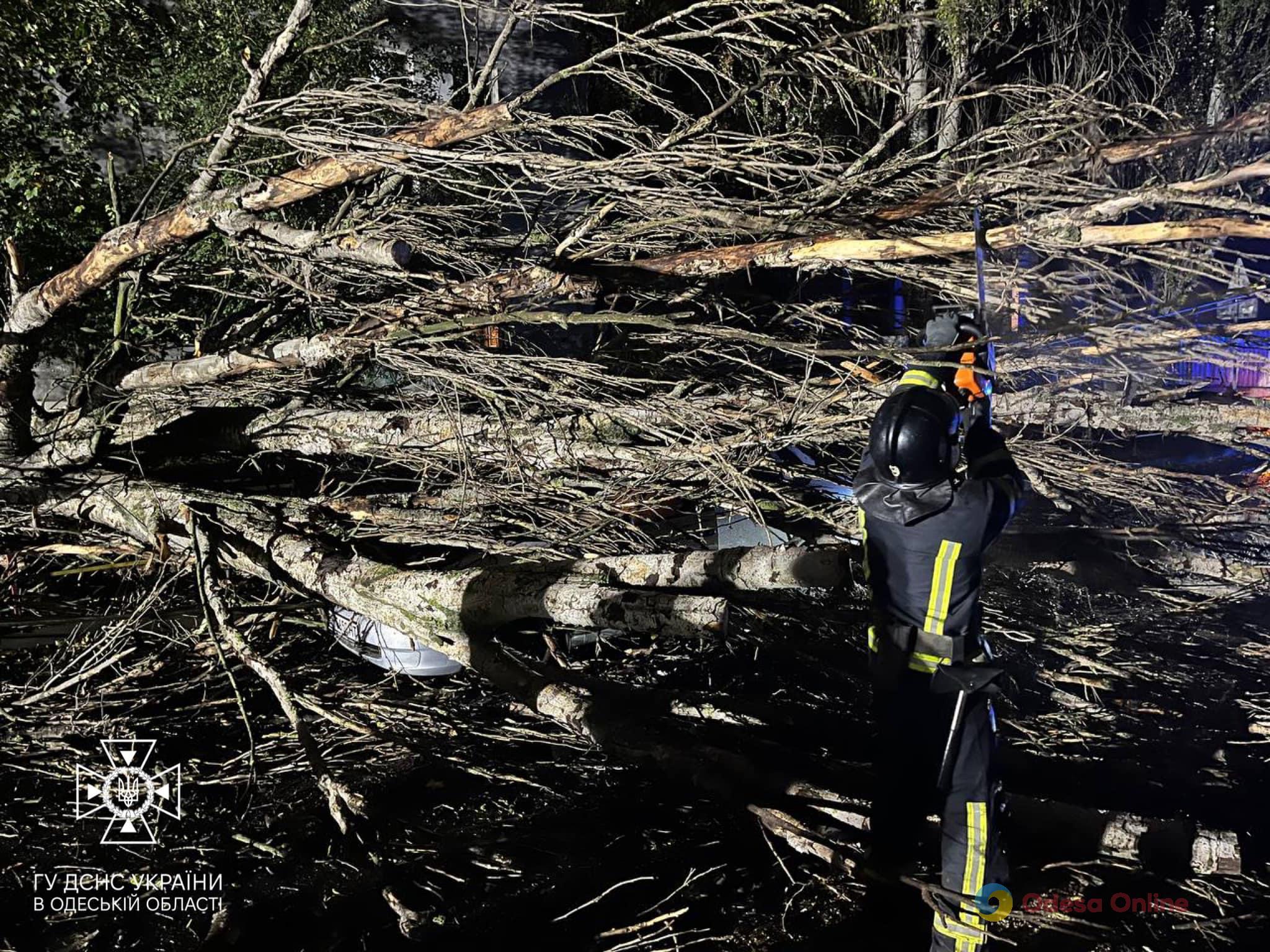 В Одессе и области непогода повалила деревья – одно из них упало на легковушку
