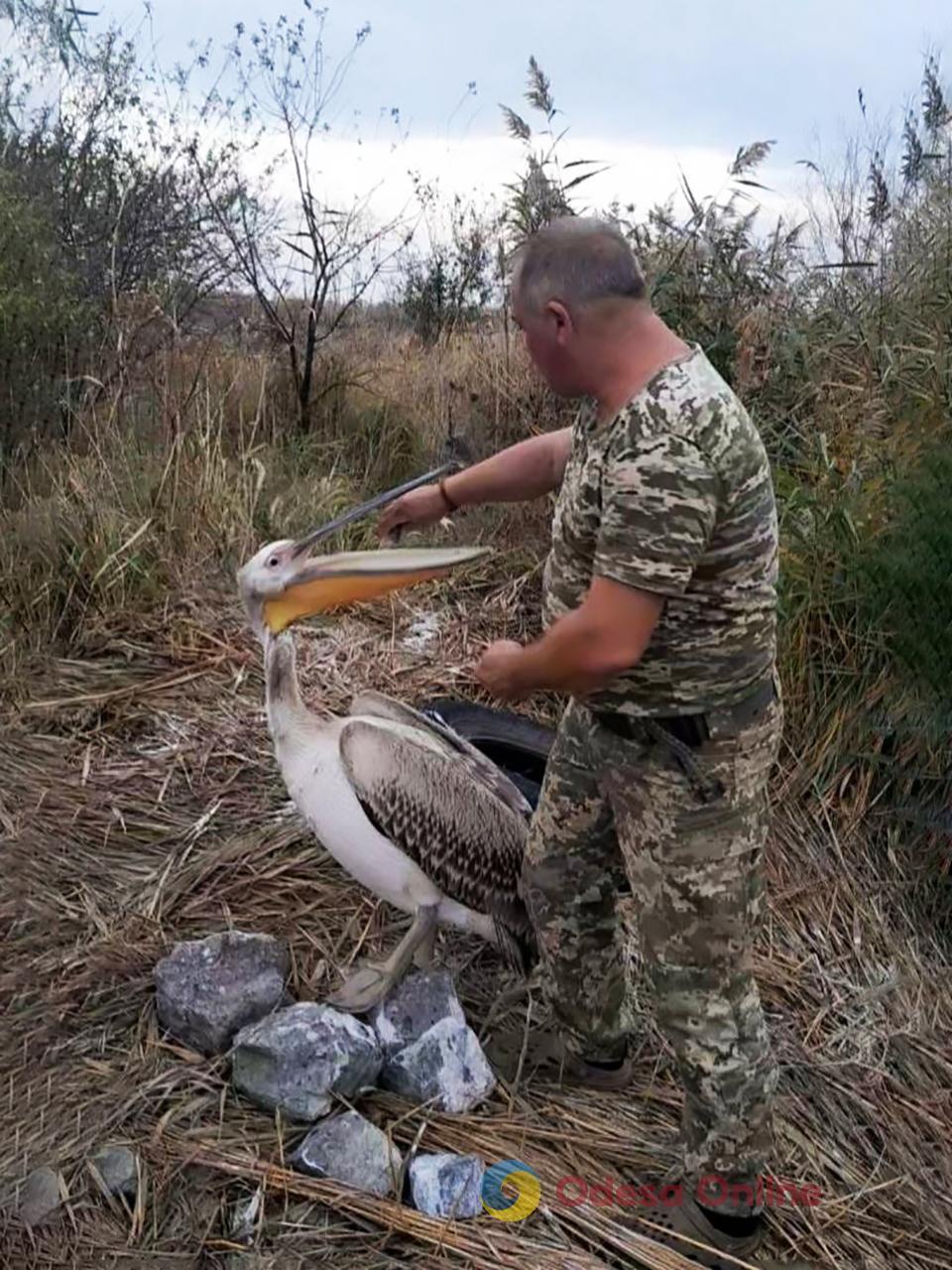 На Одещині військові врятували пелікана, який заплутався у сітці