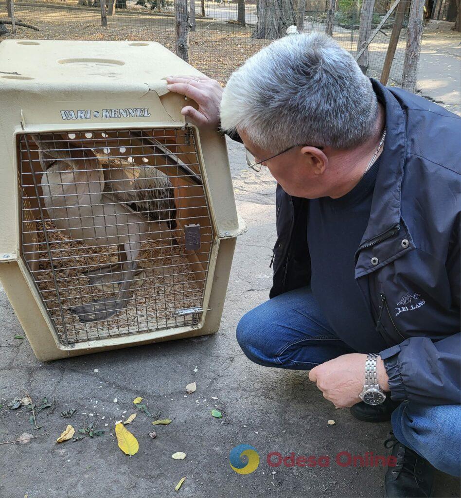 На Одещині військові врятували пелікана, який заплутався у сітці