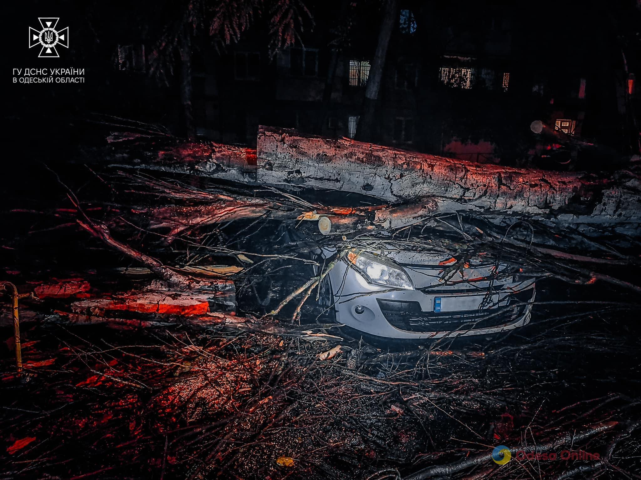 В Одессе из-за непогоды упали более полусотни деревьев (фото)