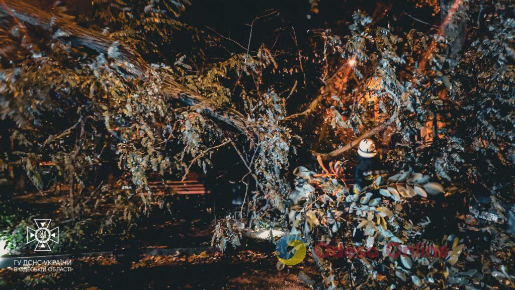 В Одессе из-за непогоды упали более полусотни деревьев (фото)