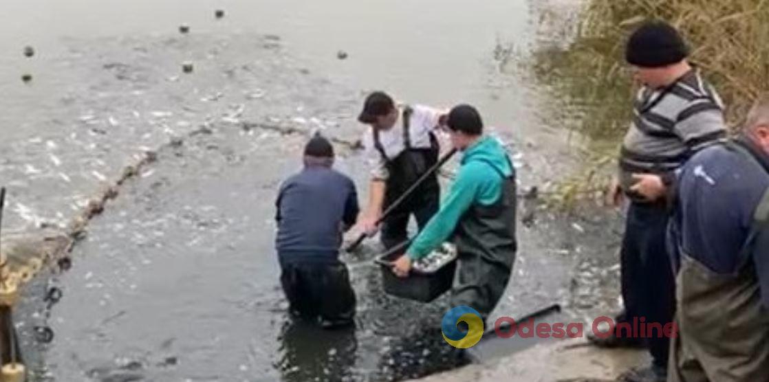 В Одесской области зарыбили Кучурганское водохранилище