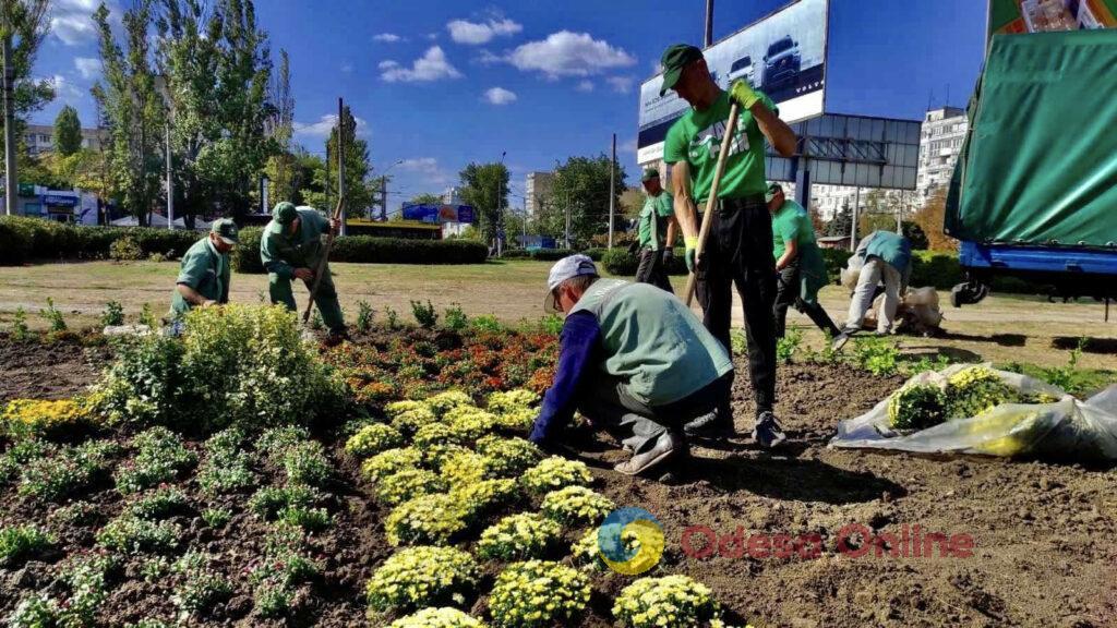 Одеські озеленювачі висаджують чагарники та готують квітники до зими (фото)
