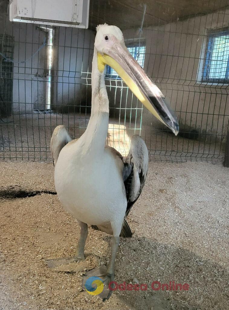 Бойцы ПВО передали в Одесский зоопарк спасенного пеликана