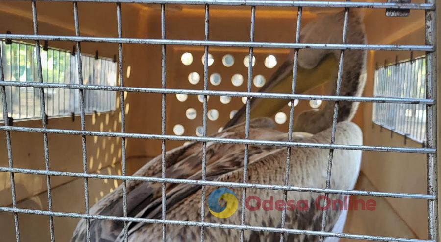 Бійці ППО передали до Одеського зоопарку врятованого пелікана