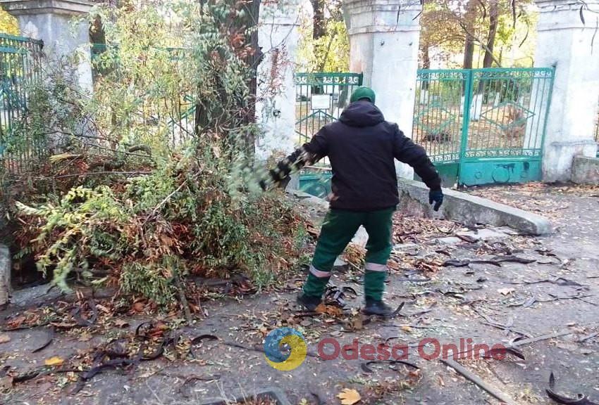 За два дня непогоды в Одессе зафиксировано падение 71 дерева и больших веток (фото)