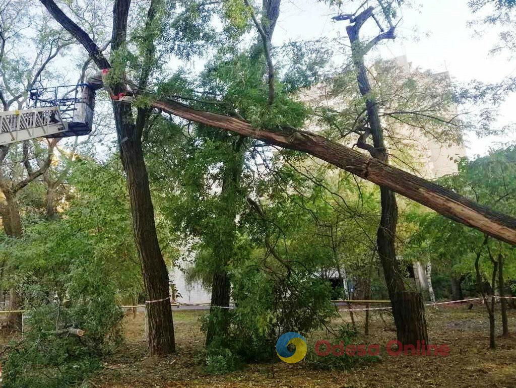 За два дня непогоды в Одессе зафиксировано падение 71 дерева и больших веток (фото)