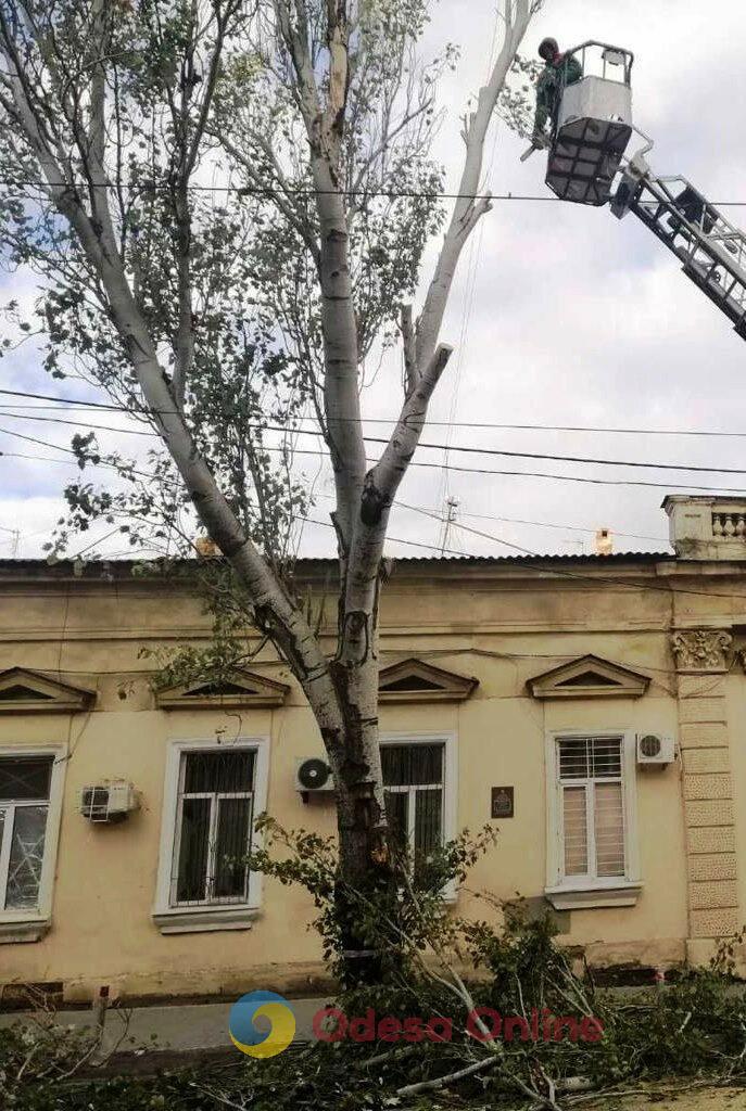 За два дні негоди в Одесі зафіксовано падіння 71 дерева та великих гілок (фото)