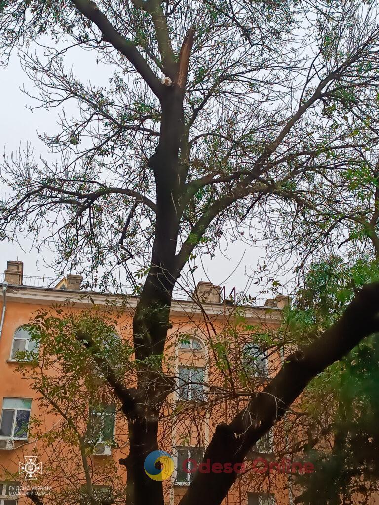Одеські пожежники врятували кота, який заліз на високе дерево (фото)