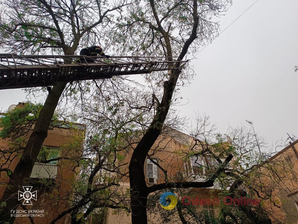 Одесские пожарные спасли кота, который залез на высокое дерево (фото)