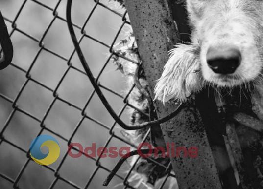 Житель Одесской области обнаружил на своем заборе повешенную бездомную собаку
