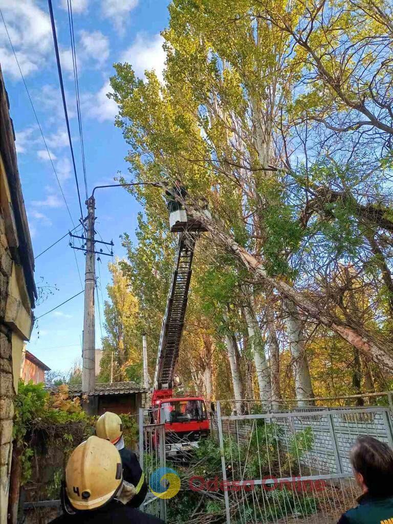 Шторм в Одессе: коммунальщики убирают поваленные деревья