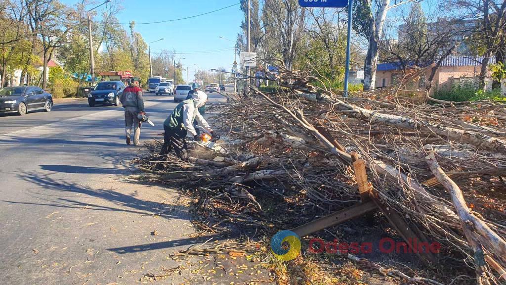 Шторм в Одессе: коммунальщики убирают поваленные деревья