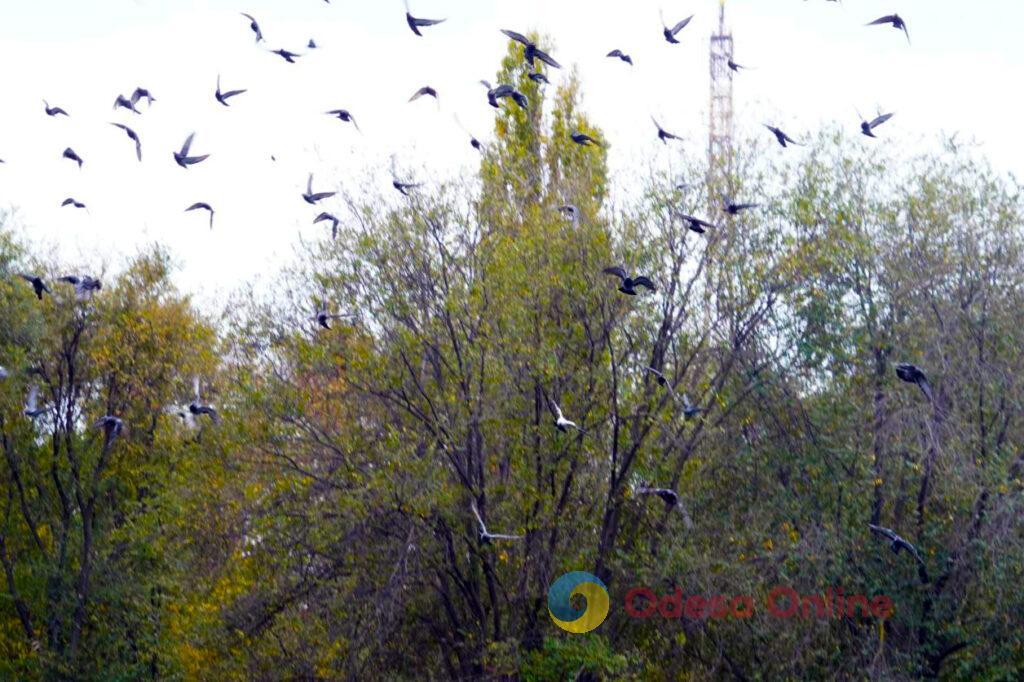 Опавшие листья, грустные вороны и одинокие прохожие: в Одессе наступила настоящая осень (фоторепортаж)