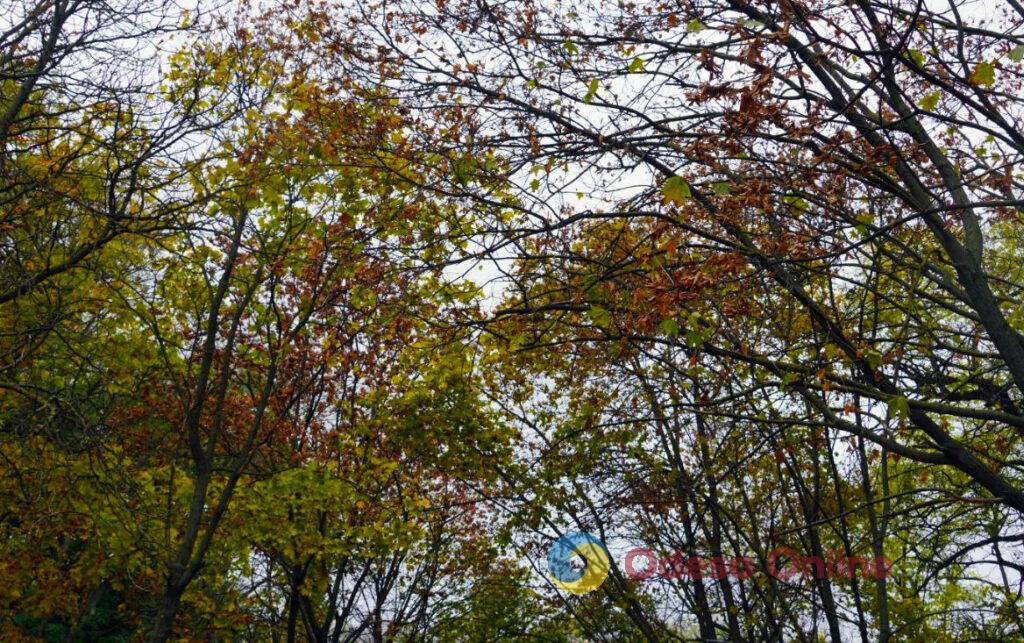 Опавшие листья, грустные вороны и одинокие прохожие: в Одессе наступила настоящая осень (фоторепортаж)