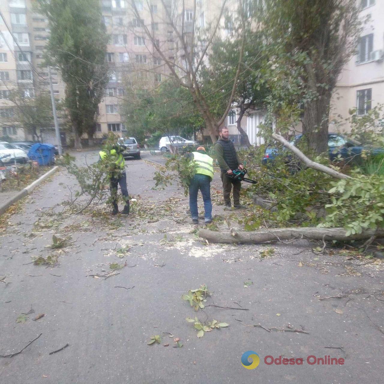 Сильный ветер валит в Одессе деревья – горожан просят ограничить передвижение по улицам (фото)