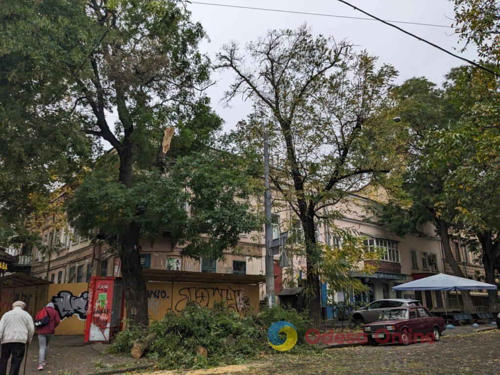 Шторм в Одесі: вулиця Льва Толстого завалена впавшими гілками (фотофакт)