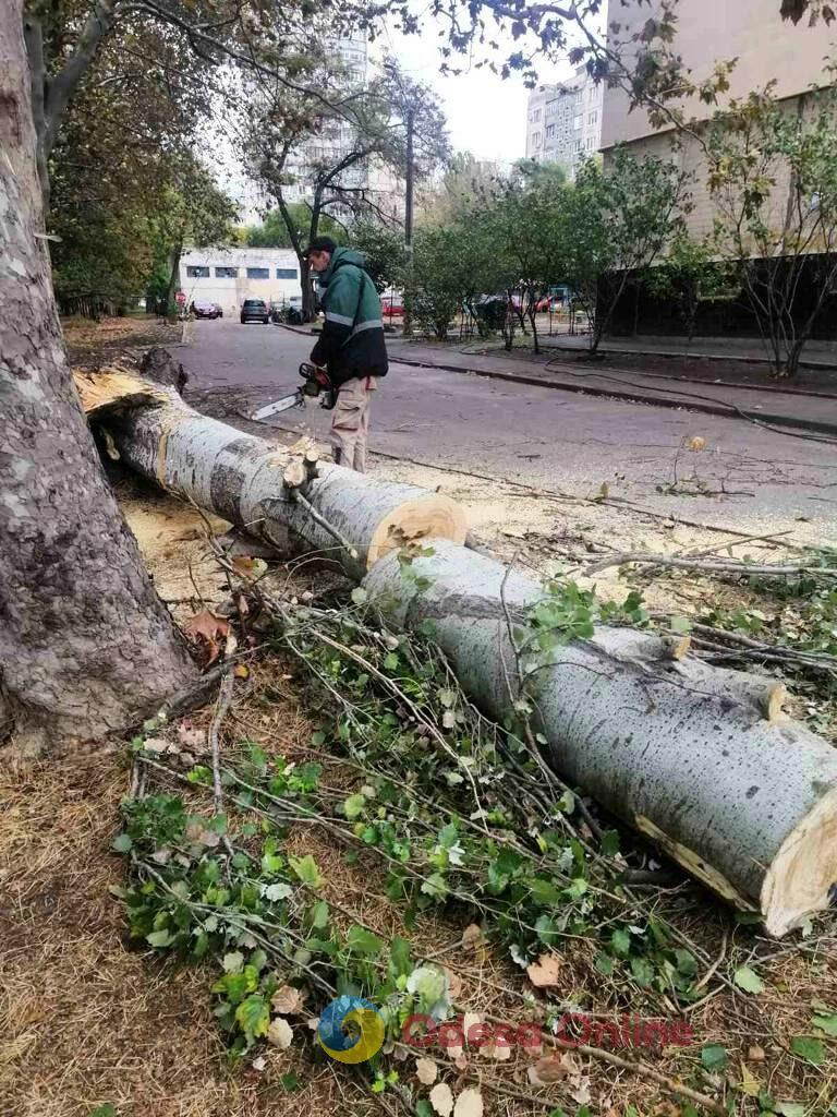 В Одессе уже 38 случаев падения ветвей и деревьев