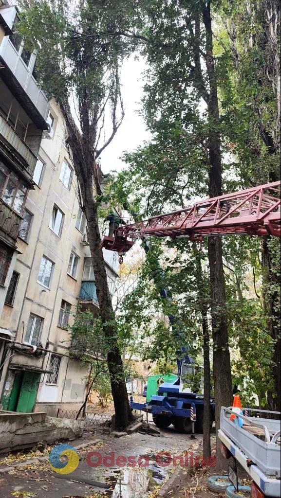 В Одесі вже 38 випадків падіння гілок та дерев