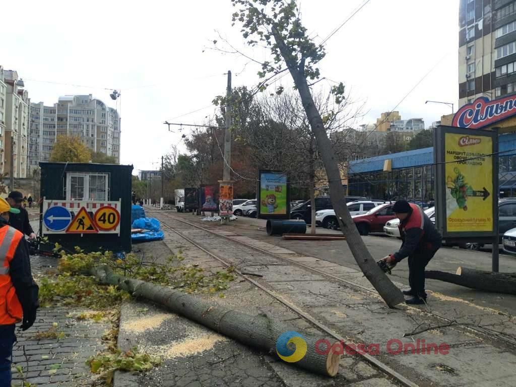 В Одессе уже 38 случаев падения ветвей и деревьев