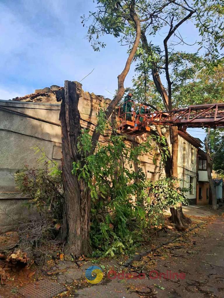 За три дня сильный ветер повалил в Одессе 71 дерево